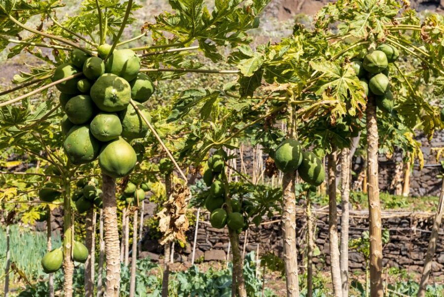 madeira-faja-dos-padres-private-sightseeing-tour