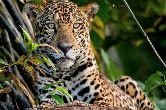 manu-reserve-zone-tour-jaguar-and-macaw-clay-lick-7days