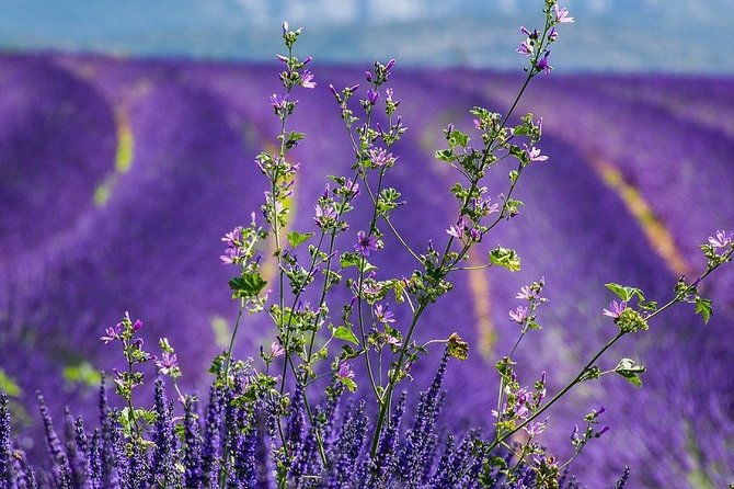 marseille-cruise-ship-port-transfer-from-or-to-marseille-airport