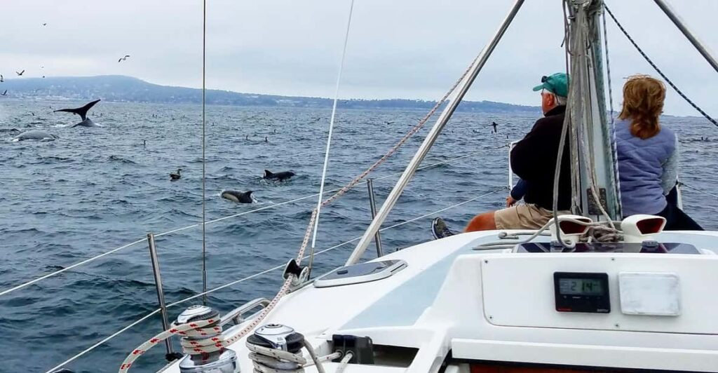 Monterey: Private Whale Watching/Sailing Tour for 6