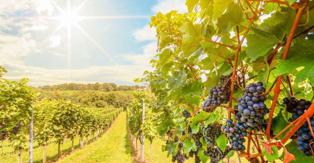 Napa Valley: Guided Wine Tour With Picnic Lunch