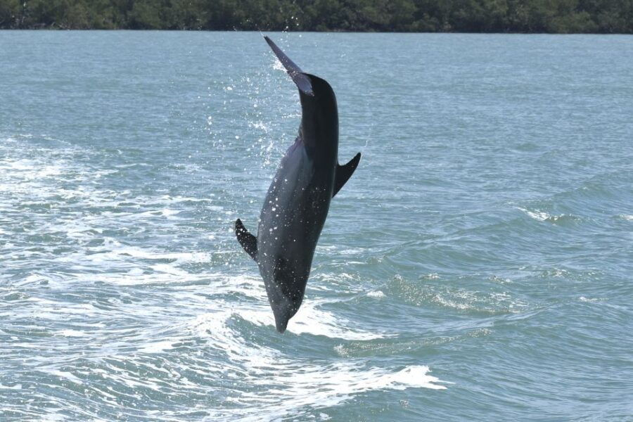 Naples, FL: Manatee, Dolphin, 10,000 Islands Sunset Cruise