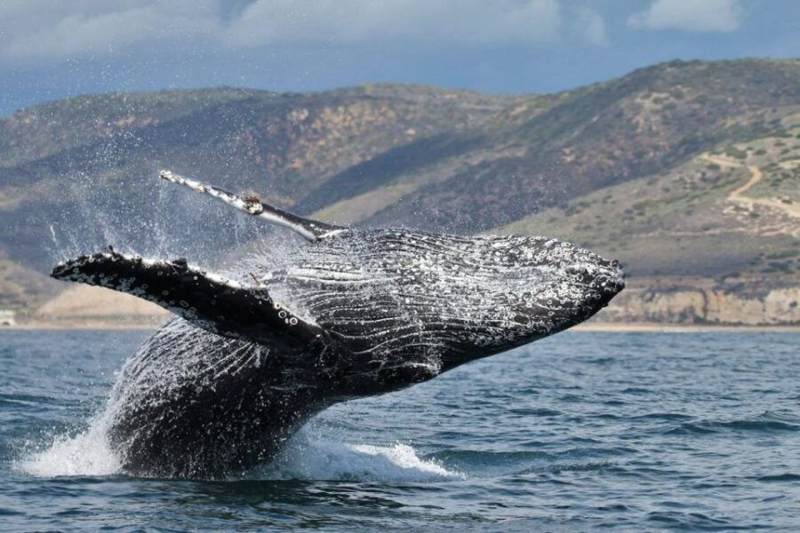 Newport Beach: Luxury Whale Watching Catamaran Cruise