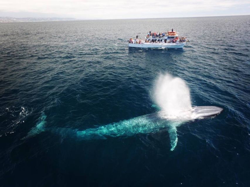 Newport Beach: Whale and Dolphin-Watching Cruise