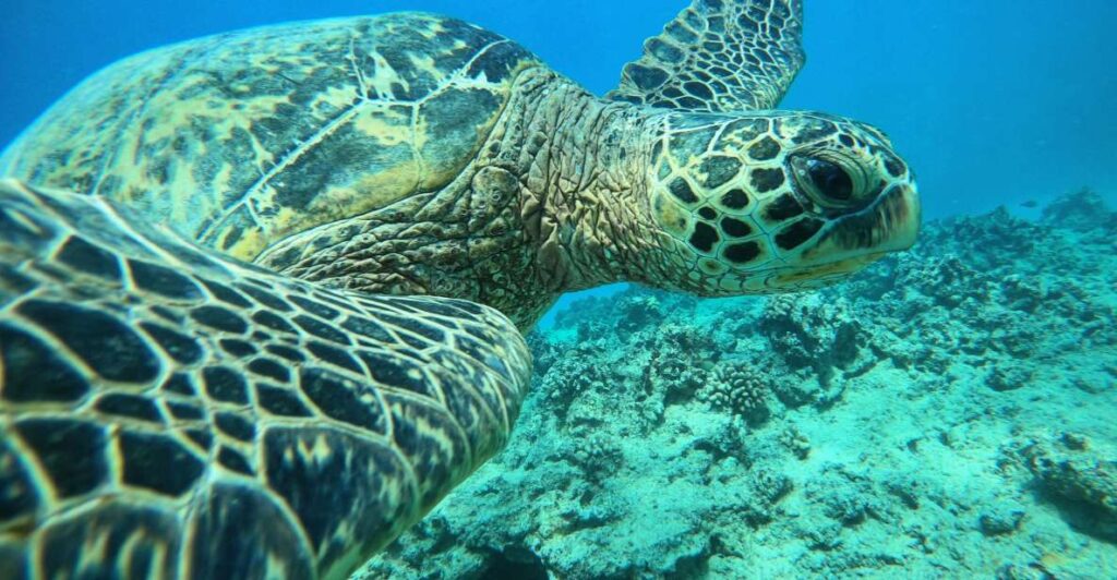 Oahu: Honolulu Turtle Canyon Snorkeling Tour