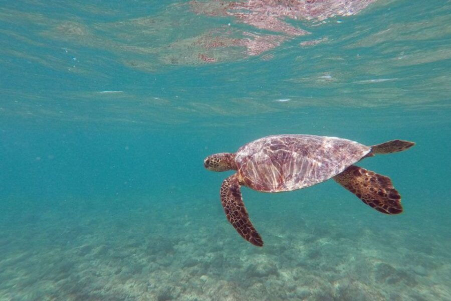 Oahu: Kailua Guided Kayak Excursion With Lunch