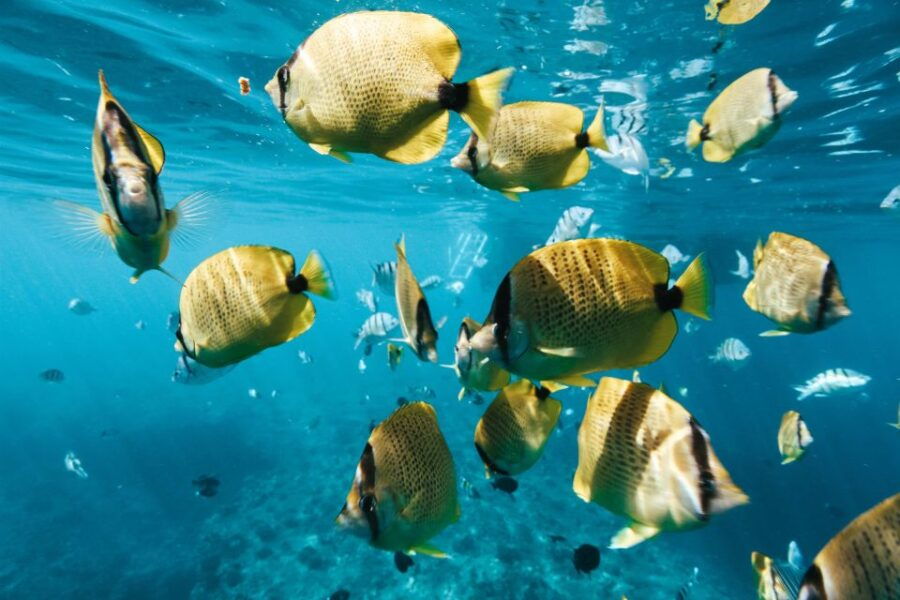 Oahu: Swim With Dolphins, Turtle Snorkel Tour and Waterslide