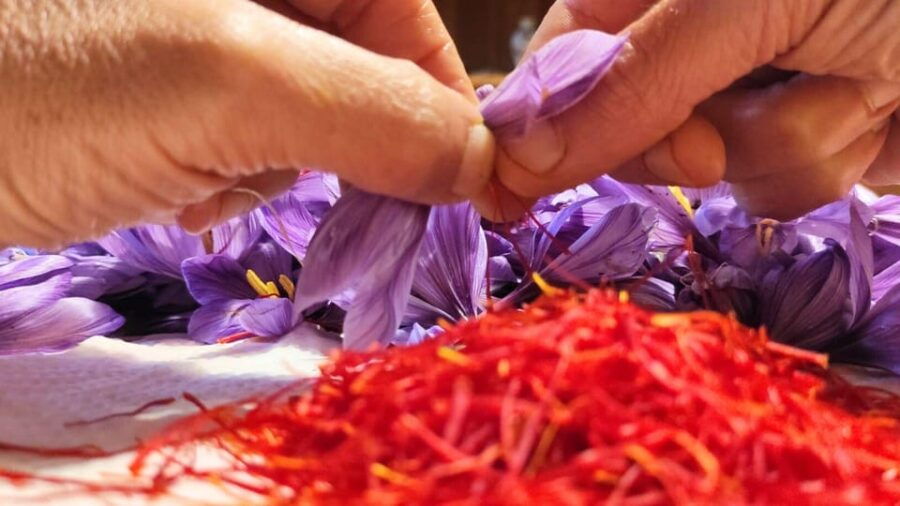 olmedo-visit-to-the-saffron-workshop-with-tasting