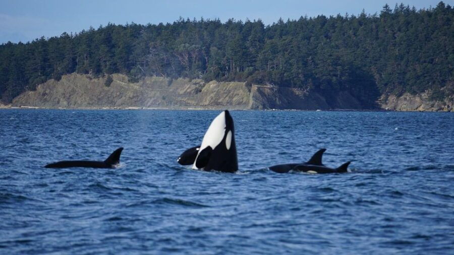 orcas-island-orca-whales-guaranteed-boat-tour