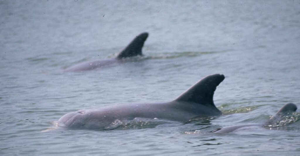 Orlando: Dolphin Clear Kayak or Paddle Board Adventure