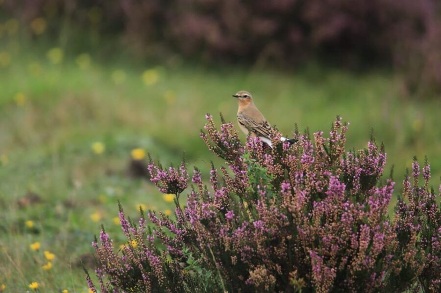 otterlo-de-hoge-veluwe-national-park-entry-ticket