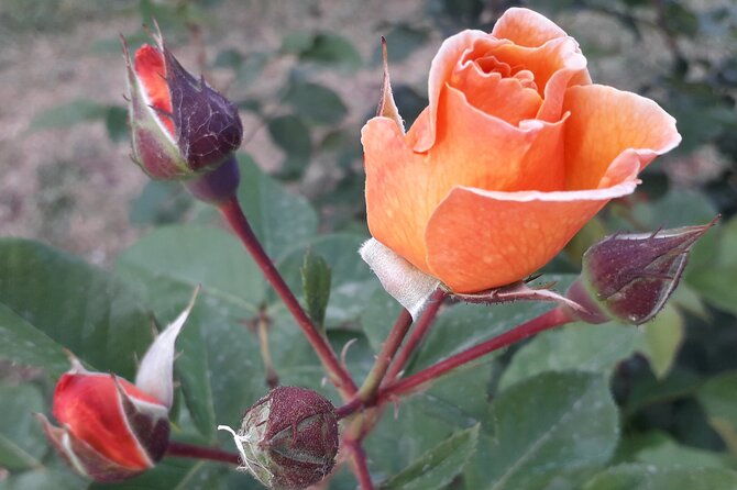 private-circus-maximus-and-aventine-keyhole-tour