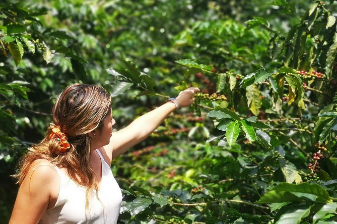 private-city-tour-in-bucaramanga-and-artisanal-coffee-tasting-2