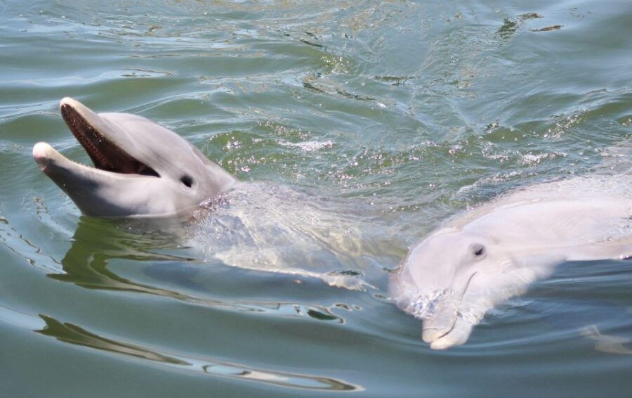 Private Dolphin Tours in the Amazing Savannah Marsh