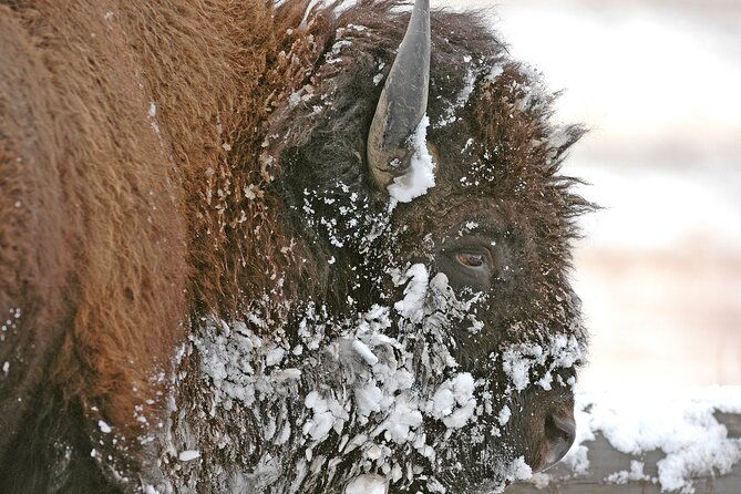 private-grand-teton-winter-wildlife-safari-with-picnic-lunch