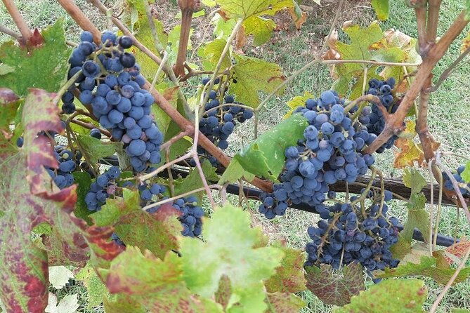 private-half-day-tour-visit-siena-chianti-classic-tour-with-wine-experience