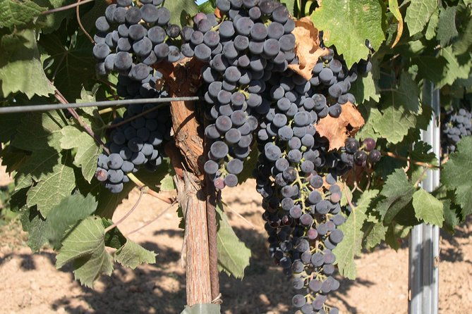 Private Wine Tour From Washington With Driver/Guide and Hotel Pick-Up
