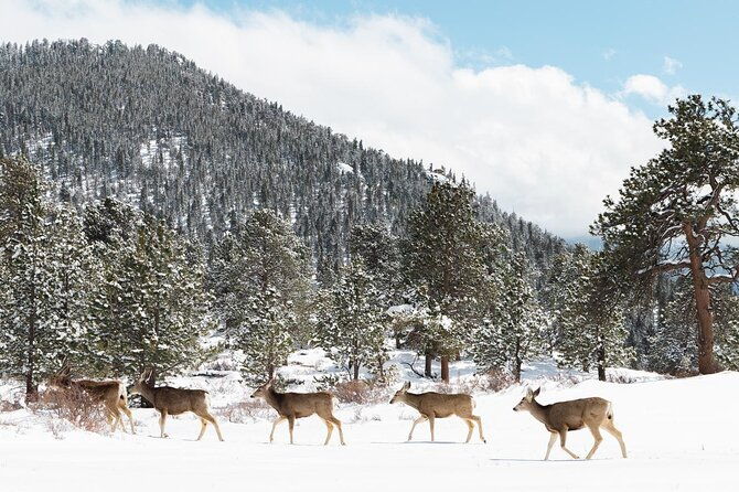 Private Winter Tour + Sledding in Rocky Mountain National Park