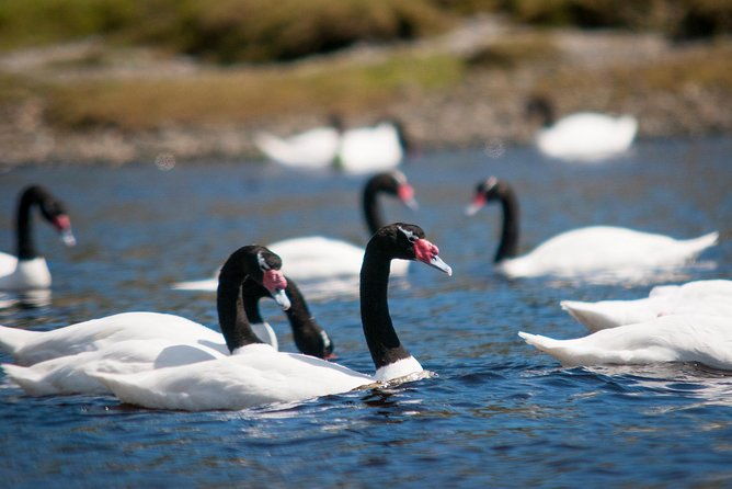 puerto-montt-full-day-chiloe-island-visiting-ancud-caulin-lacuy