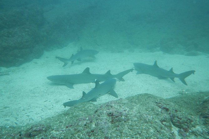 refresher-scuba-diving-course-costa-rica