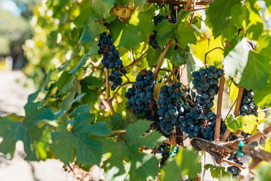 San Francisco: Half-Day Wine Country Excursion With Tastings