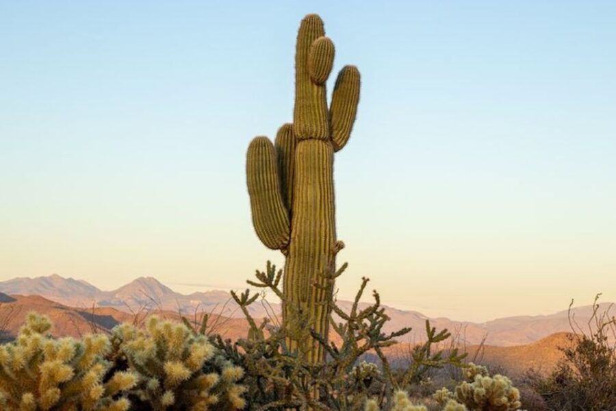 Scottsdale: McDowell Sonoran Preserve Hiking Tour