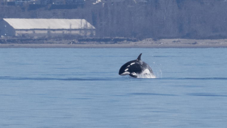 seattle-half-day-wildlife-and-whale-watching-cruise
