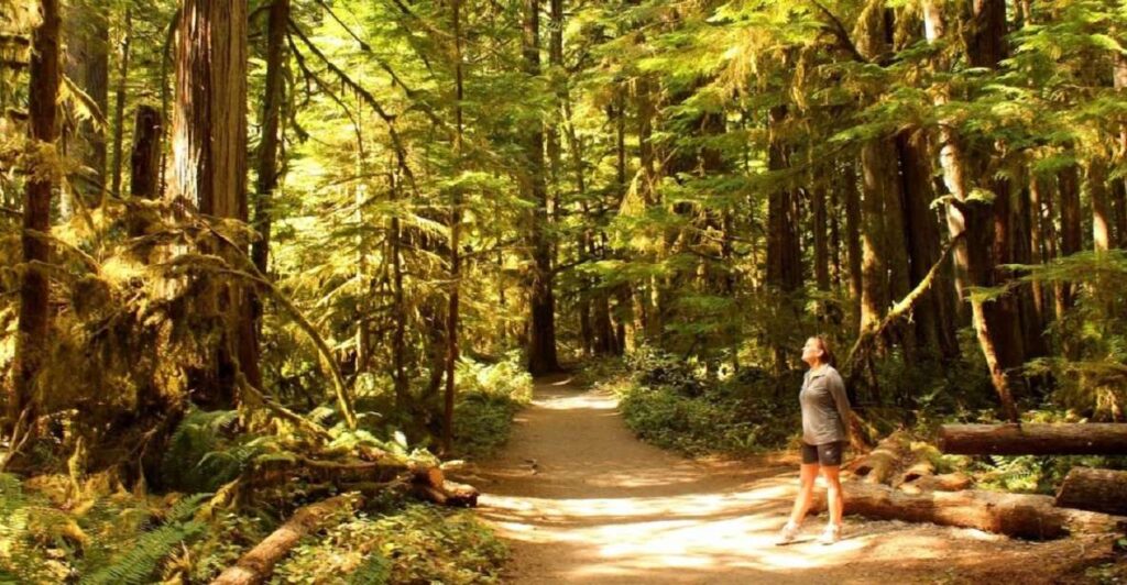 Seattle: Olympic National Park Small-Group Tour
