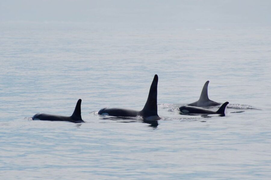 Seward: Resurrection Bay Orca Quest Cruise