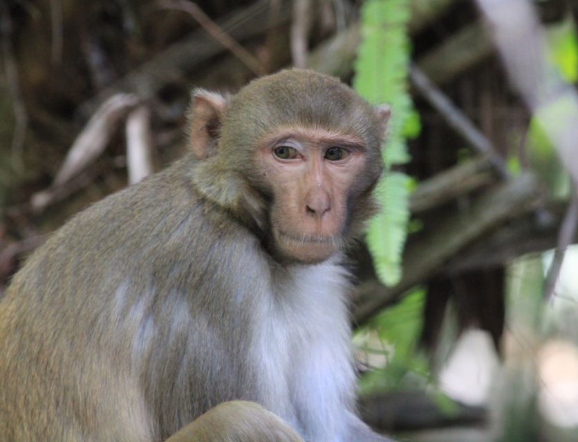 silver-springs-manatees-and-monkeys-clear-kayak-guided-tour