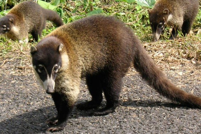 sirenacorcovado-2-nights-from-puerto-jimenez