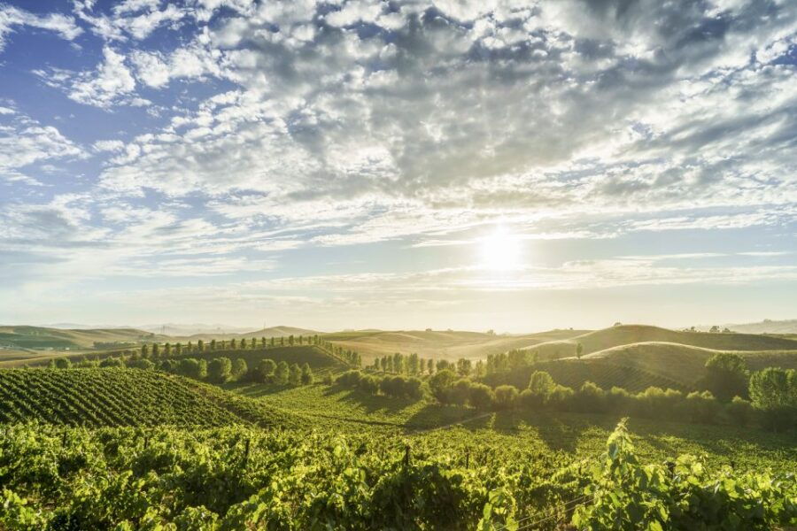 Sonoma Valley: Guided Winery Tour With Picnic Lunch