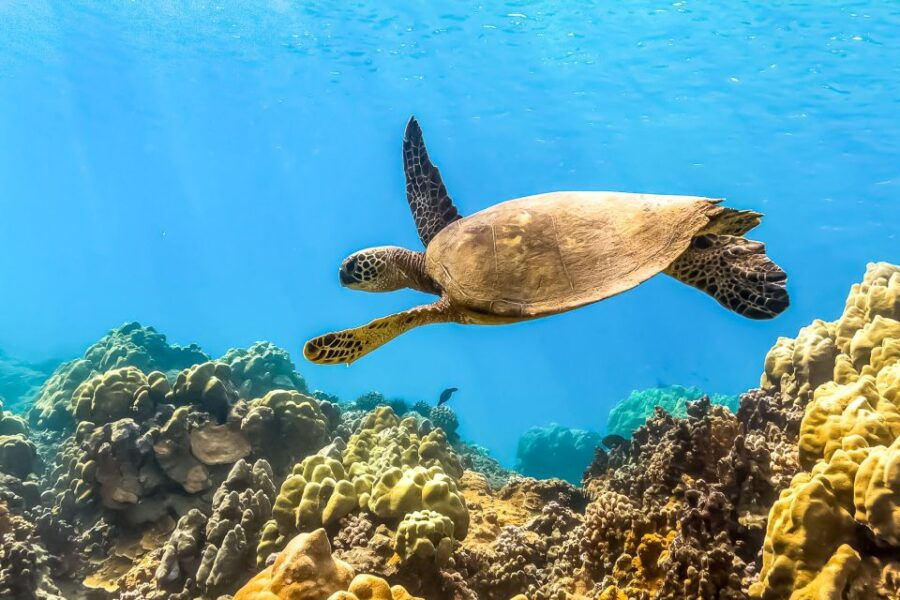 south-maui-eco-friendly-molokini-and-turtle-town-tour