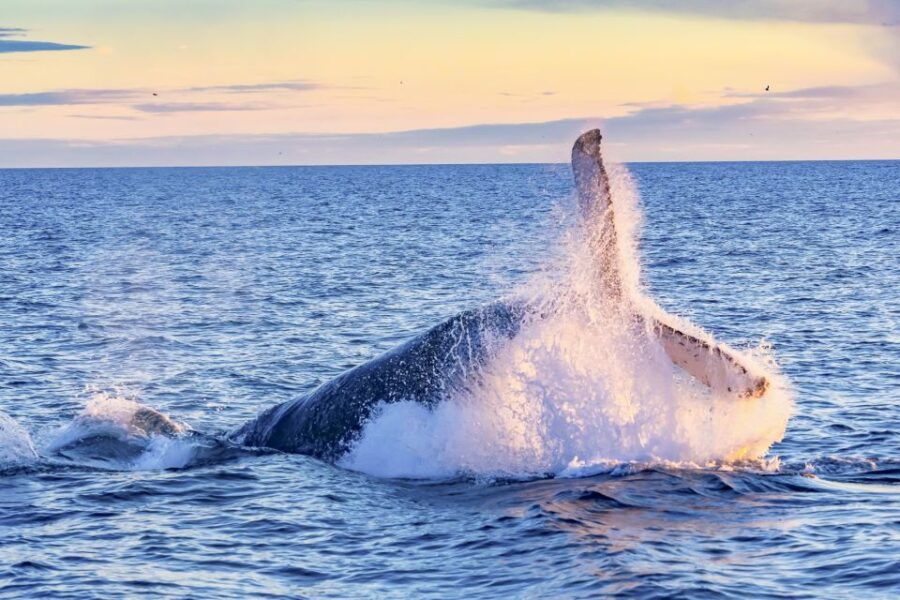 South Maui: Whale Watch Kayaking and Snorkel Tour in Kihei