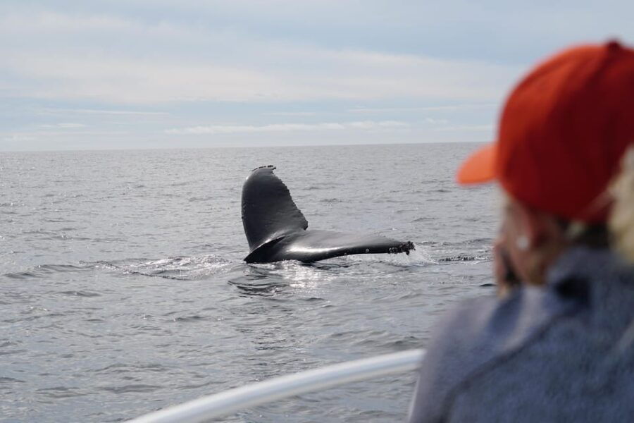 Superior 2hr Private Whale & Dolphin Watching Newport Beach