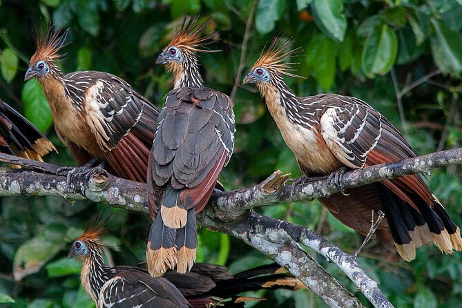 tambopata-adventure-tour-03-days