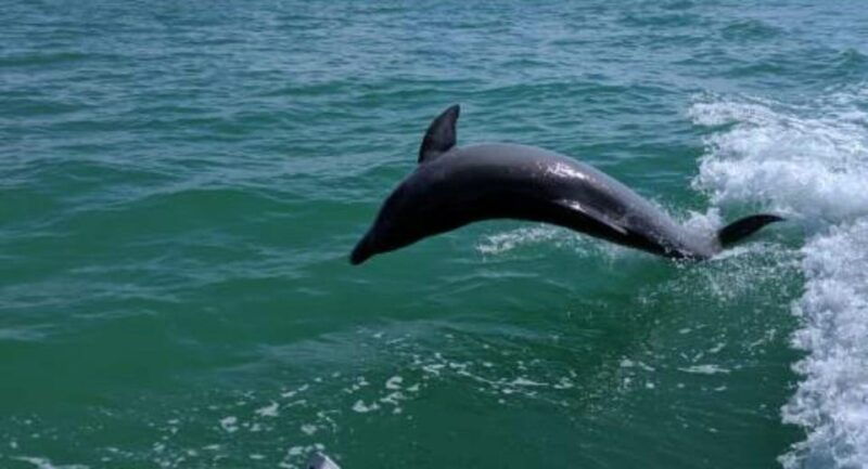 tampa-bay-dolphin-shelling-snorkeling-cruise