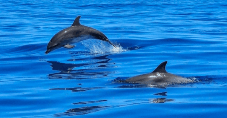 tampa-bay-dolphin-shelling-snorkeling-cruise