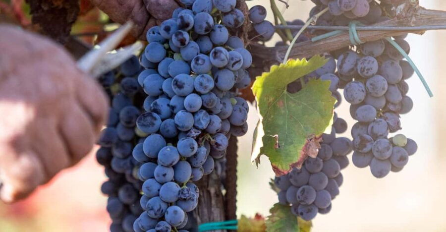 tenuta-valle-delle-ferle-wine-food-tasting-in-caltagirone