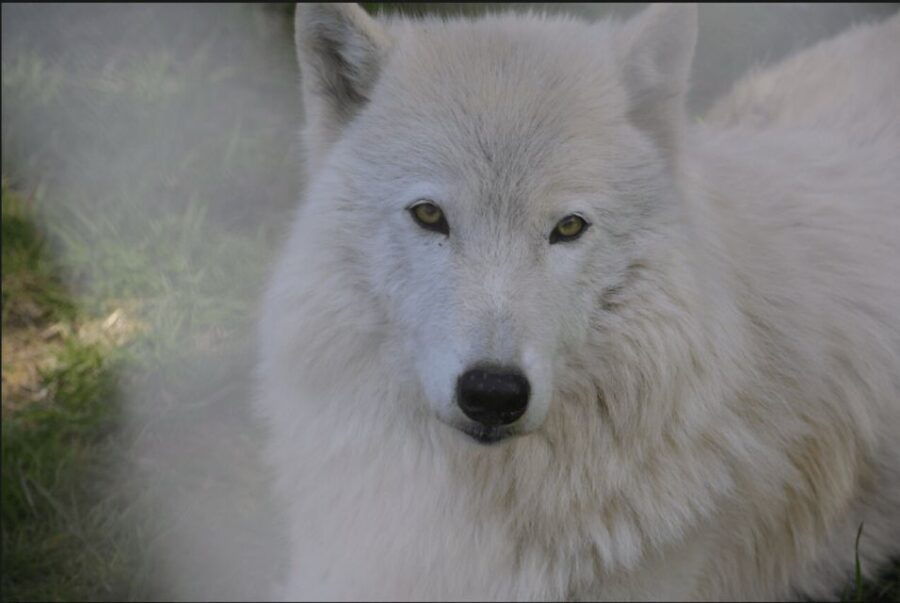 tidewater-white-wolf-sanctuary-tour-and-presentation