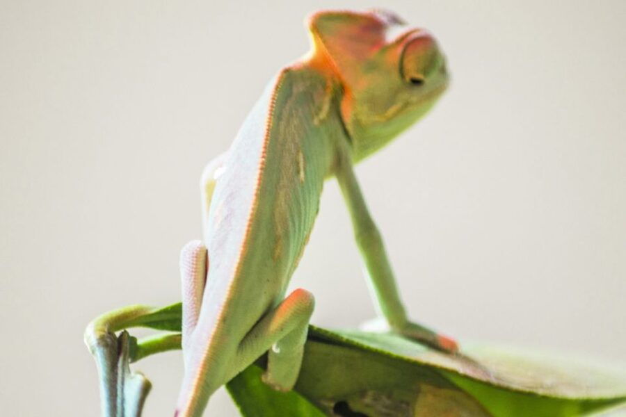 torremolinos-crocodile-park-entrance-ticket