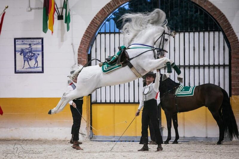 torremolinos-spanish-horse-show-and-flamenco-option-with-dinner