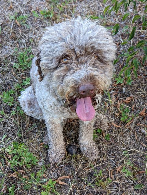 truffle-hunting-experience-near-parma-with-our-dogs