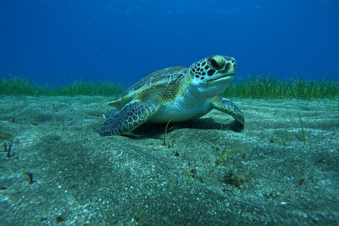 try-dive-in-abades-bay-with-a-private-instructor