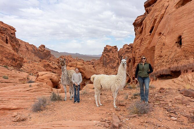 valley-of-fire-llama-hikes