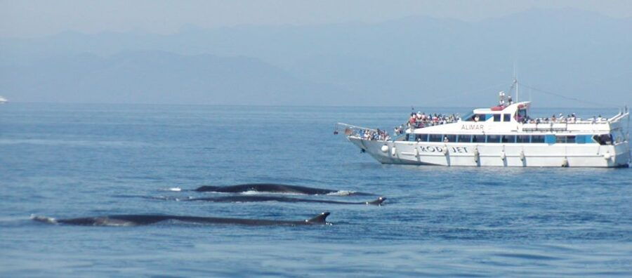 varazze-pelagos-sanctuary-guided-cetacean-watching-tour