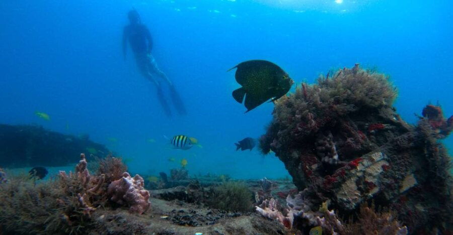 west-palm-beach-blue-heron-bridge-guided-snorkeling-tour