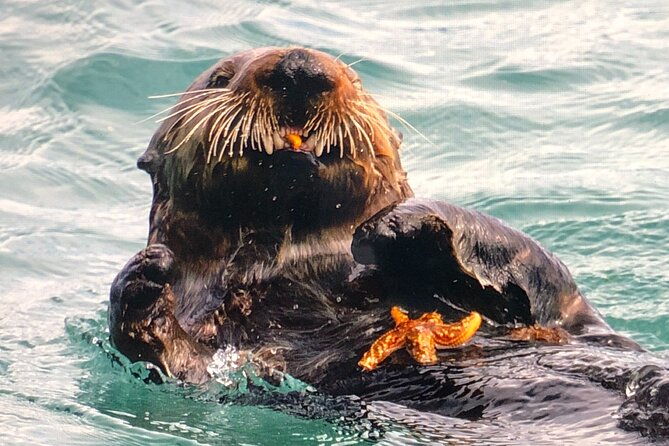 Wildlife Walking Half-Day Private Guided Tour in Whittier