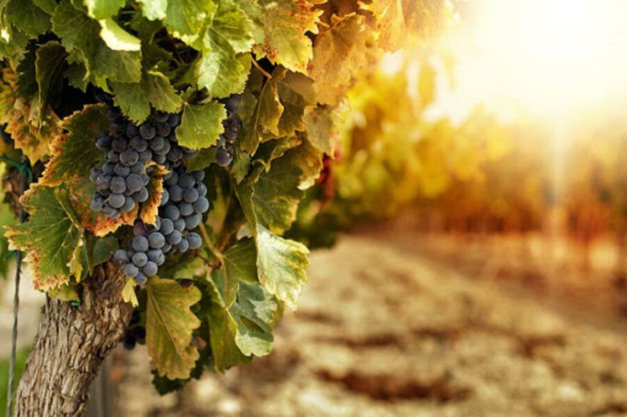 wine-tasting-experience-on-the-slopes-of-vesuvius