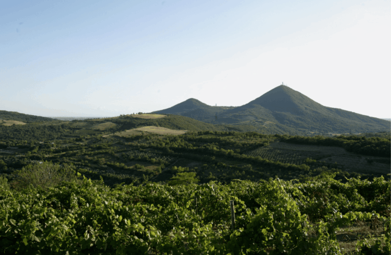 winery-tour-tasting-on-padova-hills